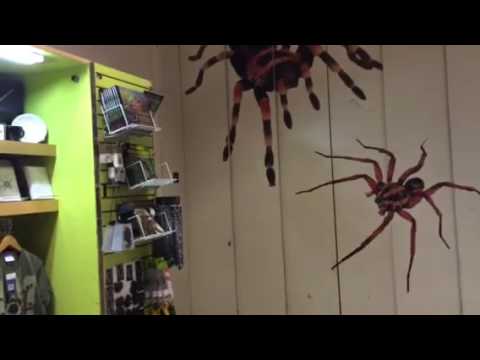 6-speed door/3-speed doors SPECIAL! Big Westinghouse Otis hydraulic staff elevator at Science Museu