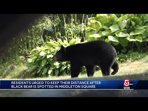 What to do if you see a bear in your yard