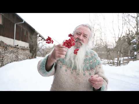 Gemeiner Schneeball - Heilige Pflanze in Osteuropa