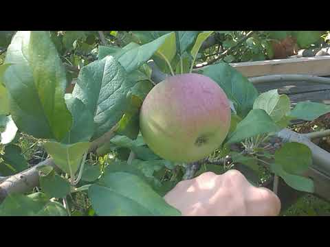 В саду наливаются яблочки.