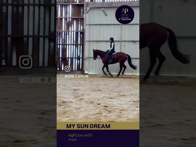 Caballo castrado AQPS En venta 2022 Bayo