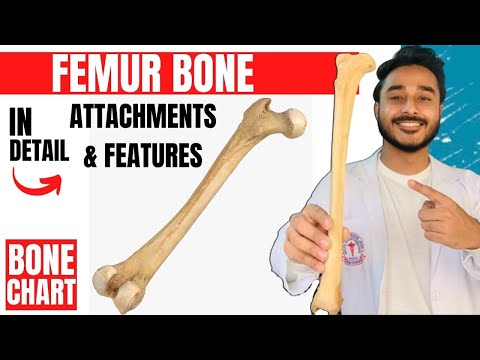 femur bone anatomy 3d | anatomy of femur bone attachments anatomy | bones of lower limb anatomy