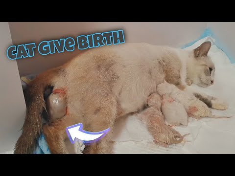 Cat Giving Birth to 5 Kittens | Siamese Lynx Point Kittens
