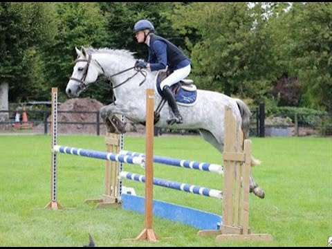 🌟 Top Potential 148cm Connemara 🌟 - Image 2