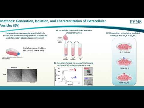 Thumbnail image of video presentation for Tangled up in Vesicles: How the proinflammatory obese adipose endothelium may shift the malignant phenotype of prostate cancer cells in vitro