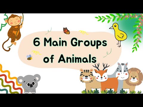 6 Groups of Animals || Mammals, Birds, Amphibians, Reptiles, Fish, Insects || #arcbrainsparks
