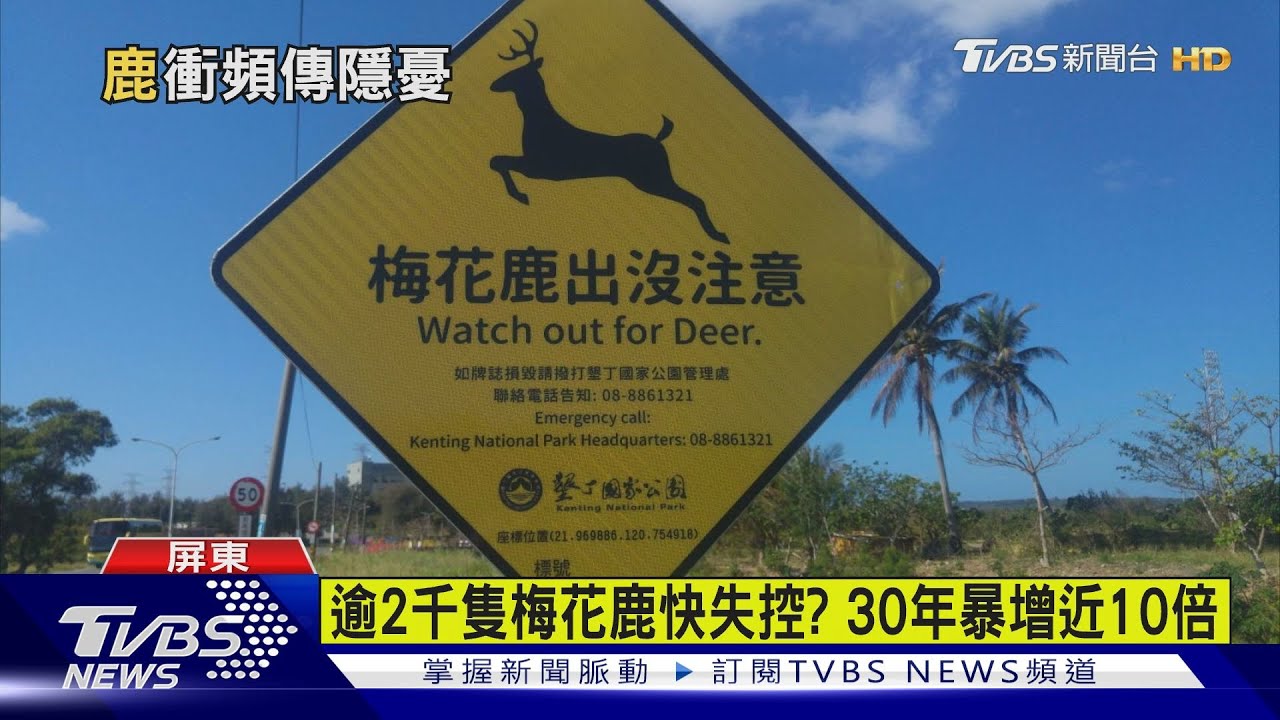 梅花鹿撞機車又一起！墾丁4天內2起　地方提3項決議改善