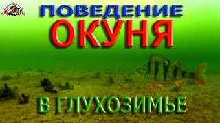 Рыбалка на конус вид под водой