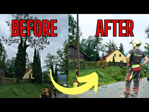 Cutting Down 14 Hazard Trees Around a Busy Road - Did We Do It In 24 Hours?! | Episode#107