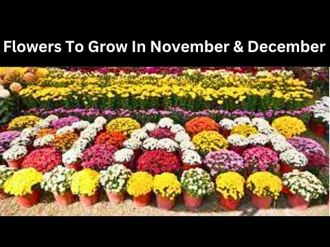 Flowers To Grow In November and December (2025) /  Flowers to plant in November and December
