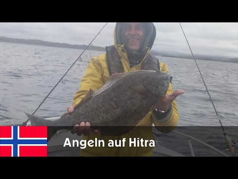 Hitra Angeln in Norwegen auf Heilbutt, Dorsch, Pollack