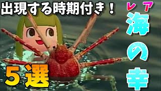 レア海の幸捕獲集！出現時期付き！(タカアシガニ・イセエビ・センジュナマコ・など)【あつまれどうぶつの森】【あつ森】【図鑑】【アップデート】【素潜り・マリンスーツ】