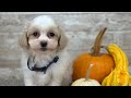 Maltipoo dogs for sale: Boy Zach - 0227 - Video 1
