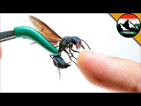 HARCOS DARÁZSCSÍPÉS | Mi a fájdalom indexe ebből a harapásból? Brave Wilderness Magyar