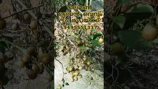 lemon vine plant for sale cutting 50/- dtdc courier available