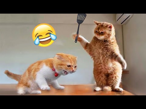 Essayer de ne pas rire 🤣 meilleurs chats et chiens drôles partie 18 | animaux drôles