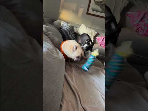 Un chiot vole le pull d'un carlin