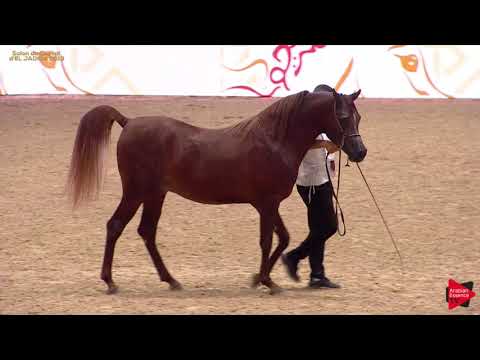 N 125 AMJAD ZEMMOUR   A H  Moroccan Breeders' Cup 2019   2 Years Old Colts Class 7