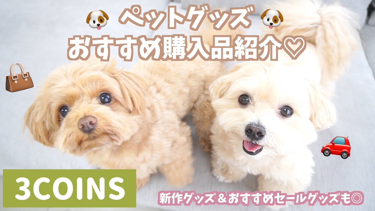 【3COINS🐶】新作ペットグッズ購入品紹介＆残暑に嬉しい❣️おすすめアイテムを紹介します🐶💕【スリーコインズ】