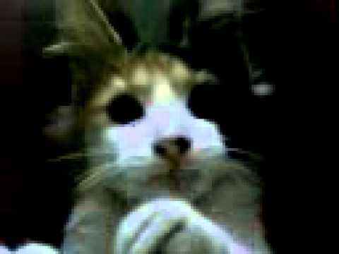 Nicole. Oh gatinha zangada!