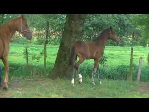 SF2017 Fürst Belissaro Locksley