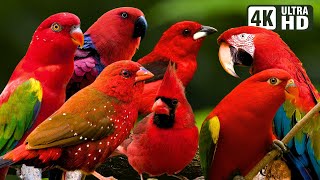 BEAUTIFUL RED BIRDS | BIRDS SOUNDS FOR RELAXING | BEAUTIFUL CHIRPS | STUNNING NATURE | STRESS RELIEF
