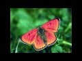 Perry Como: Butterfly