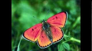 Perry Como: Butterfly
