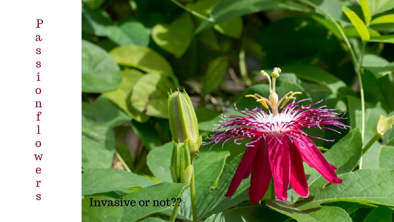 ¿Qué es la desigualdad de las clases sociales? Zandex