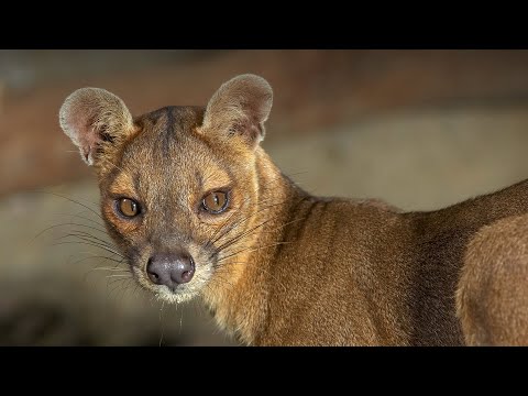 Euplerids: The Madagascan Fossa and Relatives