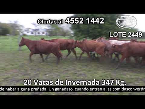 Lote 20 Vacas de Invernada 20 SH 347kg -  en Manantiales- R54 a 25 Km de Radial Juan L.Lacaze