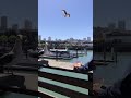 Can Seagull Resist French Fries