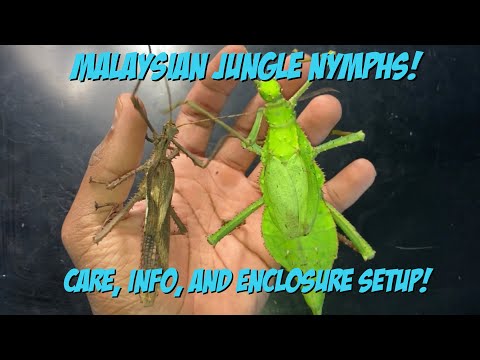 Strašilka malajská (Heteropteryx dilatata) — starostlivosť, terárium a chov (Malaysian jungle nymph care)
