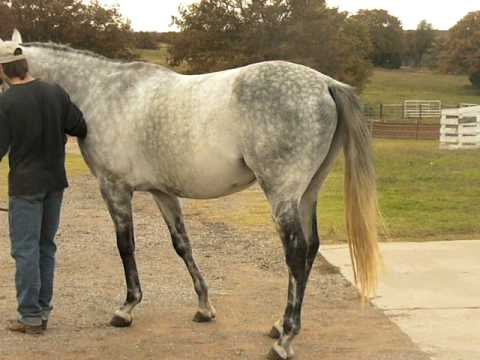 Beautifull Grey Thoroughbred Stallion by Unbridled's Song