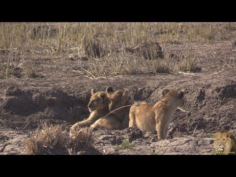 Beautiful Lion Pride With Playful Young Cubs