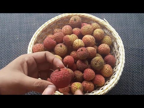 Litchi Store Method for Year/ How to Preserve Litchi