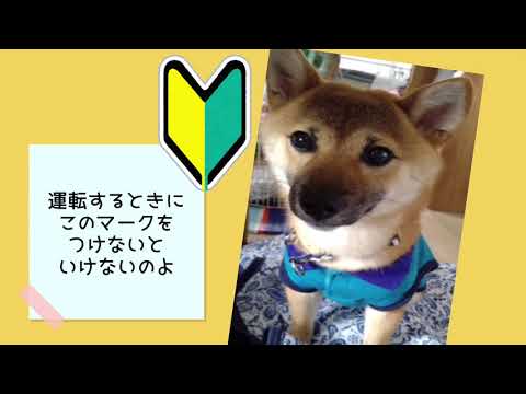 ワンワンU・x・Uお悩み相談室7️⃣4️⃣〜坂井市「つぶちゃん」#初心者マークの車に幅寄せしないで🔰🚙