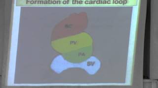 8-[Special embryology] Dr.Doaa 30-3-2016 ( the development of the heart)