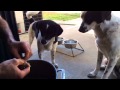 Hungry Greedy Jack Russel Terriers 