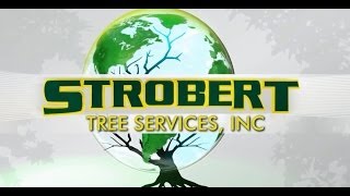 preview picture of video 'Tree Care Elk Mills MD - 610-364-5116 - Strobert Tree Services'