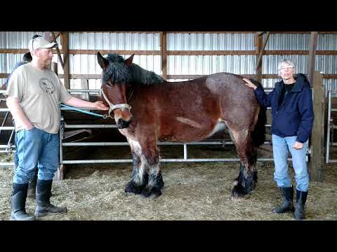 YouTube video about: How to treat cpl in horses?