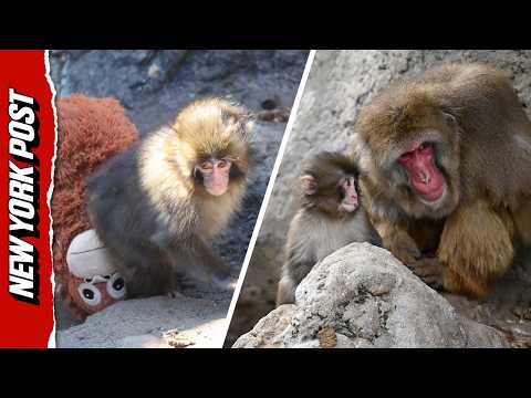 Punch the Monkey May Soon Leave the Comfort of His Stuffed Orangutan