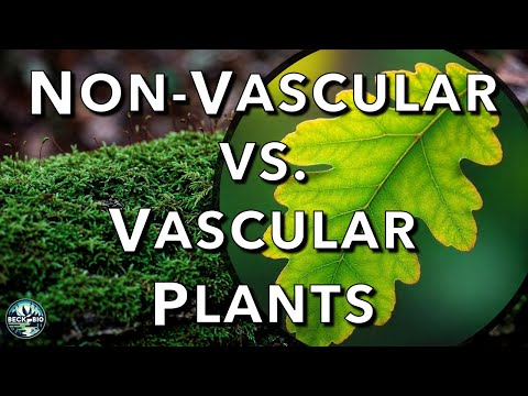 Non-vascular vs. Vascular Plants