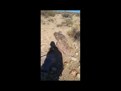 Descubre el bosque petrificado escondido en Neuquén