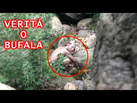 I vermi sono arrivati a corpi Quadri con una fotografia di helminths