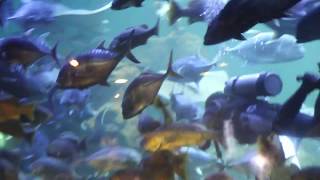 Download lagu mengenal kehidupan bawah laut sea word ancol mp3