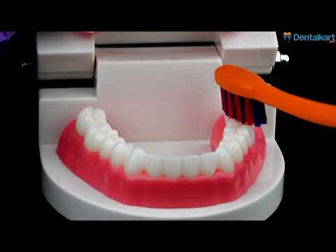 iDENTical Dental Model For Patient Education MD-105