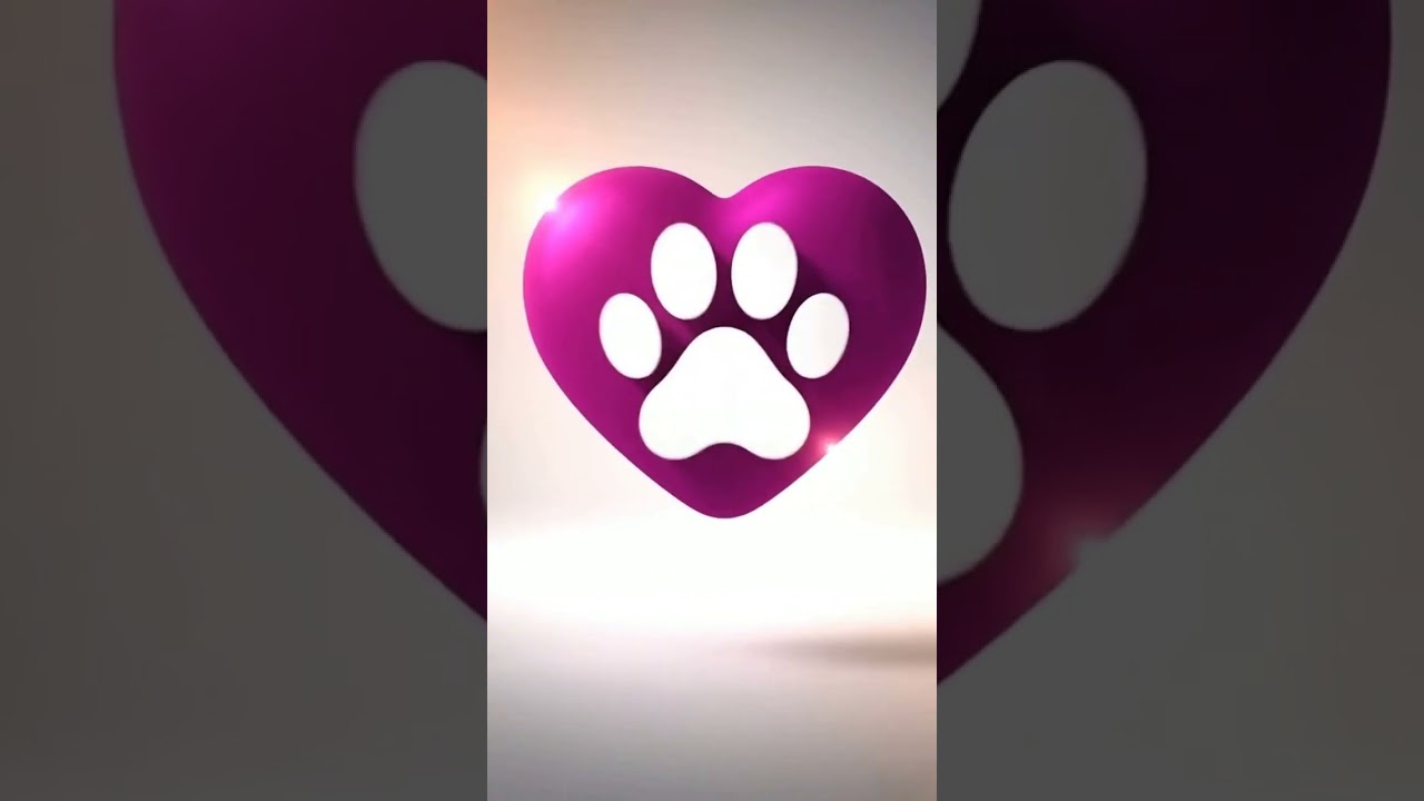 Gato raça SRD-ViraLata idade 2 a 6 meses nome Blecaute 