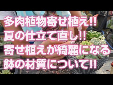 多肉植物を屋外に植える時期はいつですか?それらをうまく植えて維持するにはどうすればよいでしょうか？  庭園