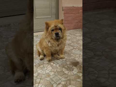 Video of adoptable pet named Fawzi